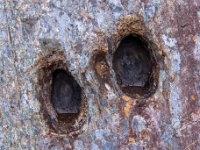 Devil's Footprints, Keels, Nowa Fundlandia
